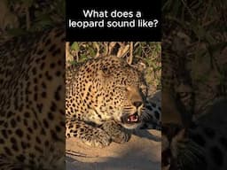 What a Leopard Sounds like #cutecat #bigcat #leopard#animalsound #animals #wildlife #wildlifesounds