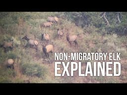 How to Find Non-Migratory BULL ELK!