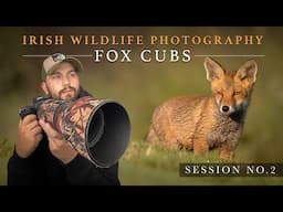 Amazing Session with the Fox Cubs - Irish Wildlife Photography ***