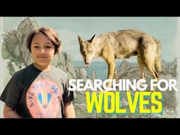 Leo's Animal Planet - Searching for wolves