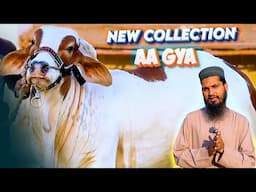 NEW COLLECTION for Bakra Eid 2025 | AM Cattle Farm | Cattle Market Karachi