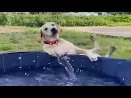 Funny Dogs And Cats Videos 2024 😅 - Best Funniest Animal Videos Of The week - P2