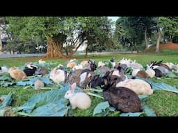 Raising Free Range Rabbits on 4 Acres