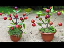 No need for a garden, Growing Cherry at home is very easy and has a lot of fruit