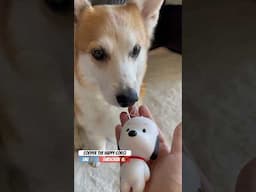 Meeting Cute Baby Snoopy 🐶 #corgi #shortsvideo #dogshorts