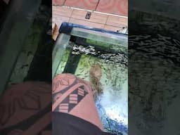 Fish Spa in Chinatown Bangkok Million Fish  #shorts #thailand #fishspa #massage #philippines