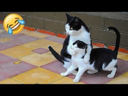 Funniest Animal Moments 2023 😂 Funniest Cats and Dogs 😺🐶 Ep 114 | Funny Pet