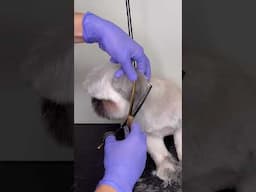 Ear trimming #doggroomingforbeginners #doggroominglife #dog