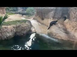 November 7 - Marley the Giant River Otter