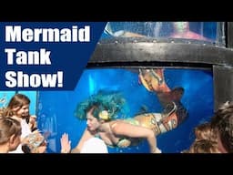 Mermaid Tank Show! The Perth Mermaids Guest Perform in the Fringe World Mermaid Tank