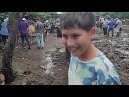 Vacas  Paridas bajo lluvia de la Tormenta Tropical En El Salvador