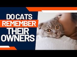 Do Cats Recognize Their Owners?