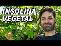 INSULINA VEGETAL: Esta Planta baja el AZUCAR y controla Diabetes