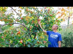 The One Fruit Tree EVERYONE Should Be Growing... Easy, Reliable, and Delicious