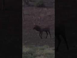 That feeling when you haven't seen an elk in DAYS and BIG HANK comes sprinting in!