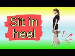 Obedience Training for Puppies: Watch Me Teach a Puppy Dog to Sit in Heel & Sit by Your Side