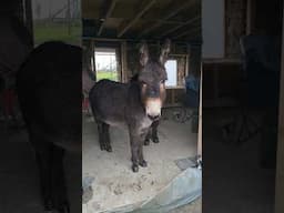 The donkeys are up to no good again! #donkey #irishcottage #stonecottage