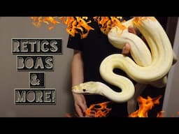 RETICS, BOAS AND PYTHONS! Snake room tour at BeautyBoas!