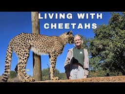 Living With Cheetahs In Africa 2024