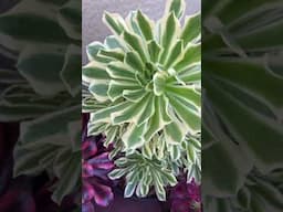 Plant of the day - Aeonium Ying Yang