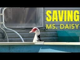 Saving Ms. Daisy Duck 🦆