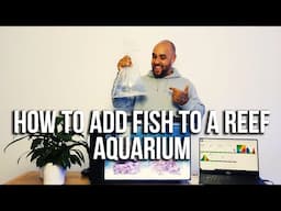 How to add Fish to a New Reef Aquarium Super Simple Budget Reef Ep3