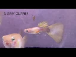 Update on the Snow White Albinos Cross to Yellow Delta Guppies