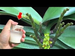 1 Cup Every Week! Weak Orchid Plant Immediately Grows 1001 New Roots And Flower Branches!