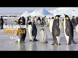 Wild Winter, Cycle of Life - हिन्दी डॉक्यूमेंट्री | Wildlife documentary in Hindi