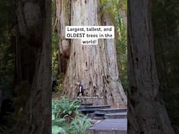 The Largest, Tallest, and some of the OLDEST trees in the world live in California #tree #trees