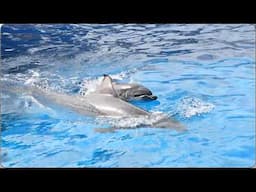 Cardiff the Common Dolphin - SeaWorld San Diego - August 16, 2024