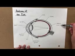 Anatomy of the eye