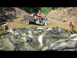 Use 3-wheeled Vehicle To Harvesting Many Big Fish At Fish Pond Go To Countryside Market Sell