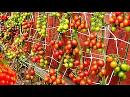 How to Grow Tomatoes From Tomato A to Z Complete Growing Guide step-by-step