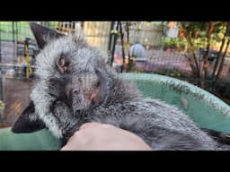 Foxy Morning Scritches