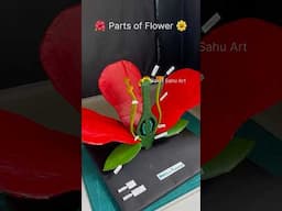 Parts of flower 3d model science project for #biology  #youtubeshorts nakulsahuart