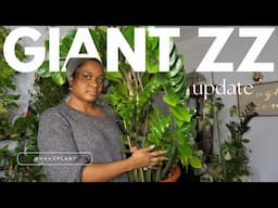 Giant ZZ update ! So much new growth