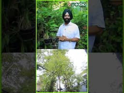 என் வீட்டிலேயே 100+ செம்மரம் வளர்க்கிறேன் | Jaswant Singh Garden | Pasumai Vikatan