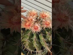 'Candy Barrel' cactus Ferocactus wislizeni poppin' super shiny flowers!