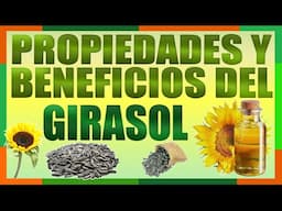 [Girasol] Propiedades y Beneficios