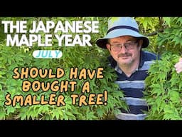 Japanese Maples: Fabulous Acers for SMALL spaces