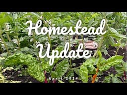 My Homestead Update April 2024