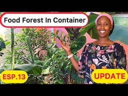 Food Forest In Container: UPDATE On MY Food Forest In Container💯