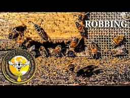 Stop Bee Hive Robbing with a Robbing Screen, Robbing Explained.