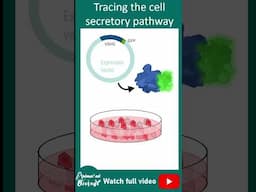 VSVGfp to visualize vesicular transport | vesicular transport | cell bio in 1 minute