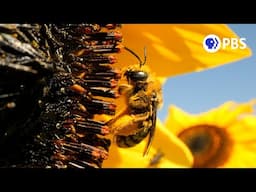 How Sunflowers Bring All the Bees to the Yard | Deep Look