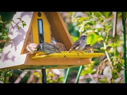 Capturing Backyard Birds: Feeding Techniques and Video Tips!