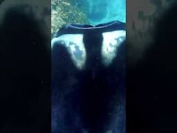 Oceanic Manta Ray Dive #mantaray