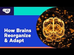 Brain Growth:  Neuroplasticity in the Classroom