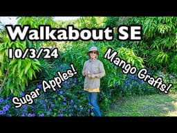 Walkabout SE (October 3, 2024) | Sugar Apples, Mango Grafts & More!